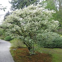 Osmanthus Burkwoodii