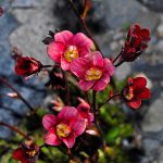 Saxifraga ‘Pixie Pan Red’