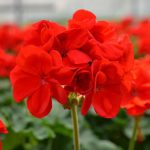 Geranium Zonal Red