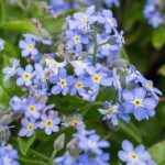 Myosotis Blue (Forget-me-not)
