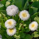Bellis Perennis Large White (English Daisy White)