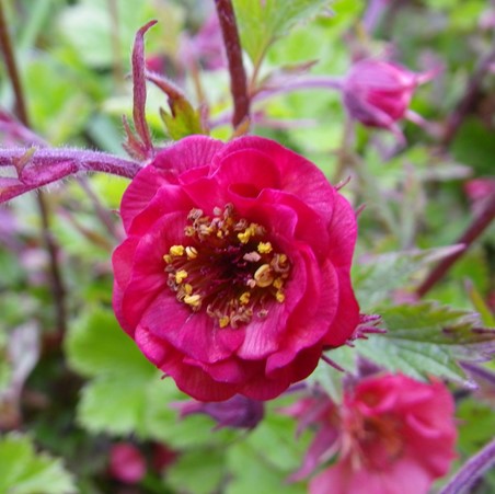 Geum Flames of Passion