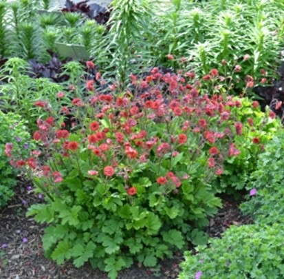 Geum Flames of Passion - Image 2