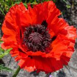 Papaver Orientale Beauty of Livermere