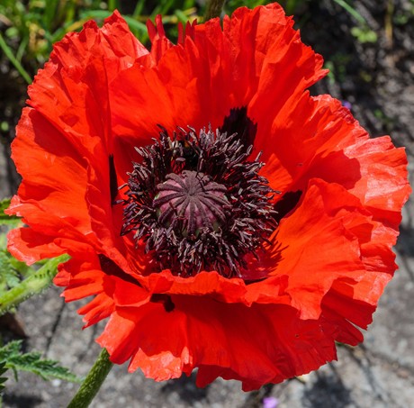 Papaver Orientale Beauty of Livermere