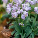 Hosta Blue Mouse Ears