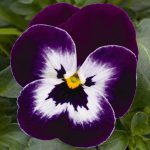 Pansy Violet Face