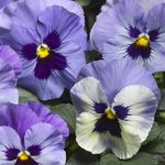 Pansy ‘Marina’