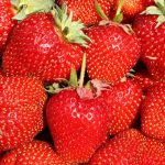 Fragaria × ananassa ‘Honeoye’ (Strawberry Honeoye)