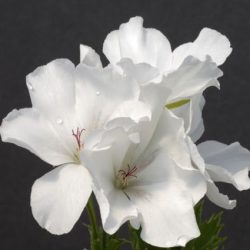 Pelargonium Grandiflorum White (pelargonium ‘White Glory’)