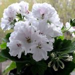 Pelargonium Grandiflorum White (pelargonium ‘White Glory’)