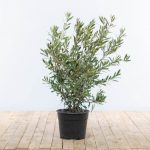 Olea Europaea Bush (Olive Tree)