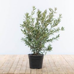 Olea Europaea Bush (Olive Tree)