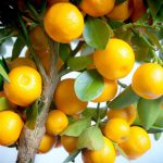 Citrus Citrofortunella Calamondin Mini Std