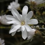 Magnolia stellata