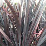 Phormium ‘Platt’s Black’