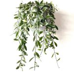 Dischidia Pectenoides