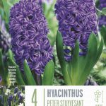 Hyacinthus ‘Peter Stuyvesant’