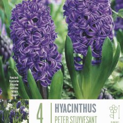 Hyacinthus ‘Peter Stuyvesant’