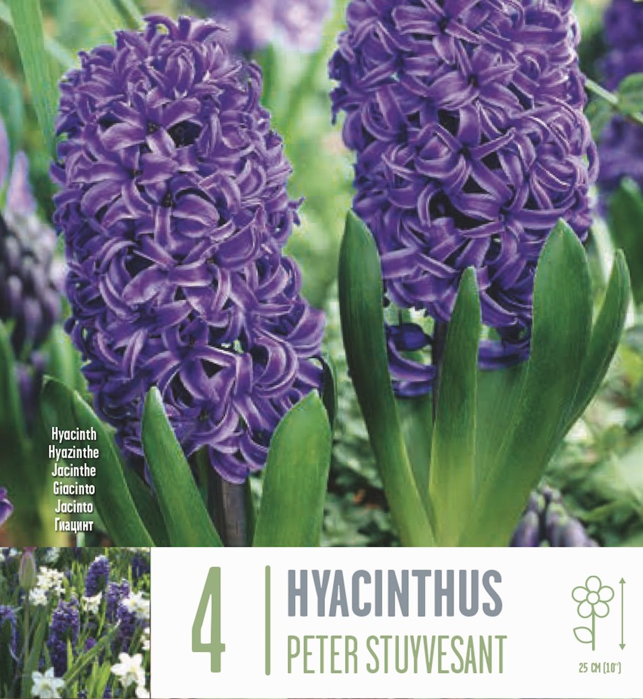 Peter Stuyvesant Hyacinth