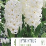 Hyacinthus ‘White Pearl’