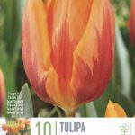 Tulipa ‘Prinses Irene’