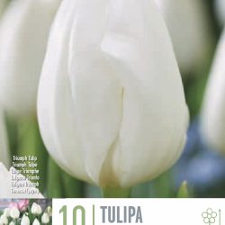 Tulipa ‘Royal Virgin’