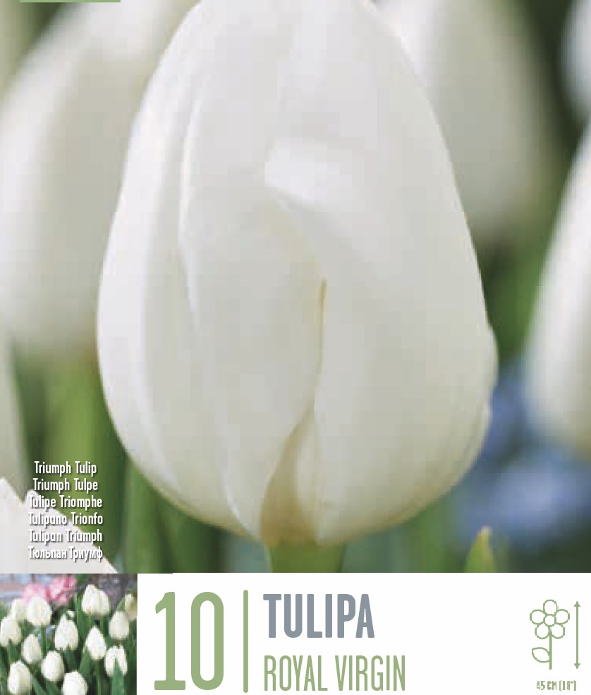 Royal Virgin Tulips