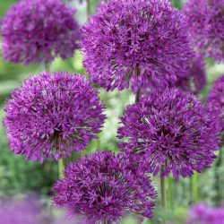 Allium Purple Sensation