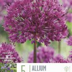 Allium Purple Sensation