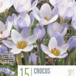 Crocus Blue Pearl