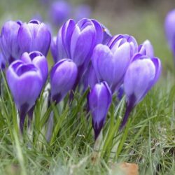 Crocus Grand Maitre