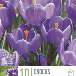 Crocus Grand Maitre