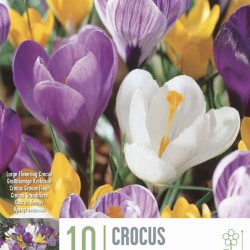 Crocus Large Flowering Mixed Colours