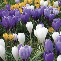 Crocus Large Flowering Mixed Colours