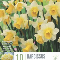 Narcissus ‘Golden Echo’