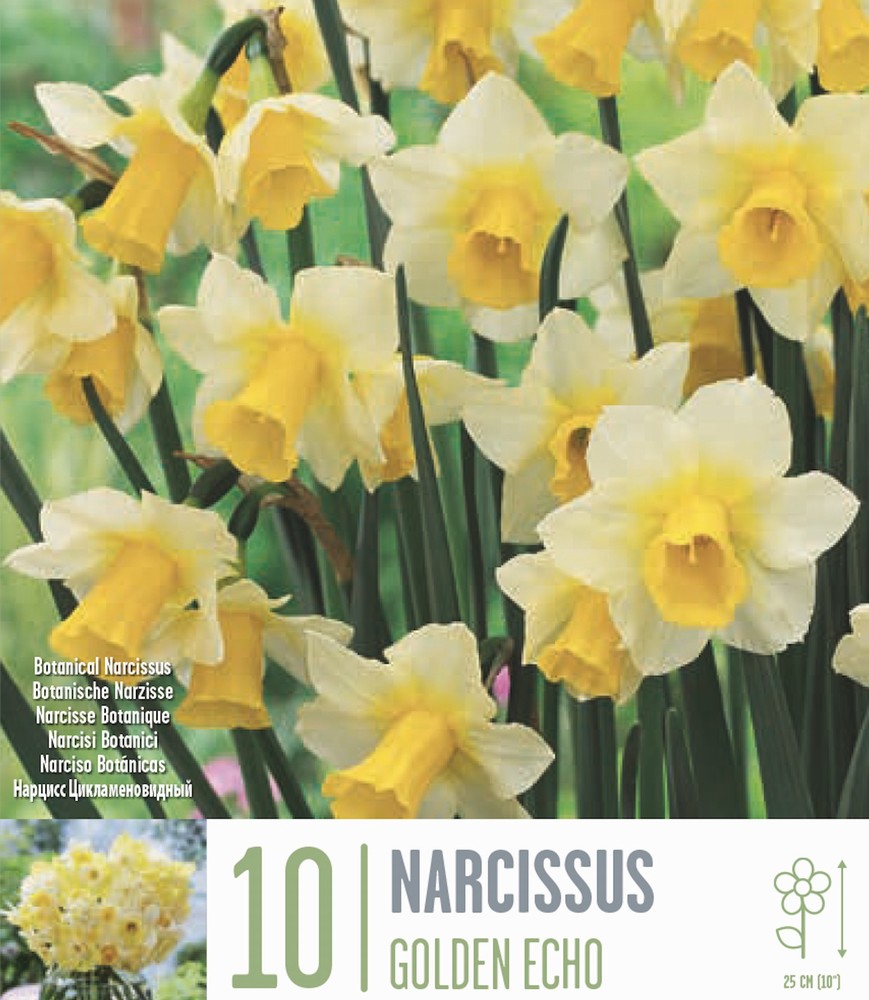 Narcissus Golden Echo