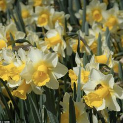 Narcissus ‘Golden Echo’