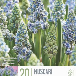 Muscari ‘Blue Spike’