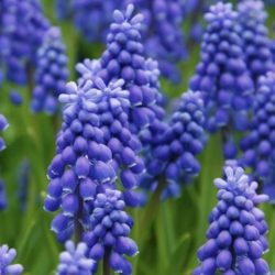 Muscari ‘Blue Spike’