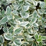 Euonymus Kathy