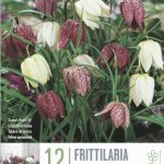 Fritillaria meleagris