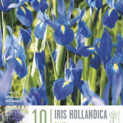 Iris Hollandica (Blue)