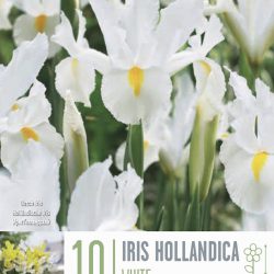 Iris Hollandica (White)