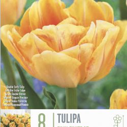 Tulip Double Foxtrot