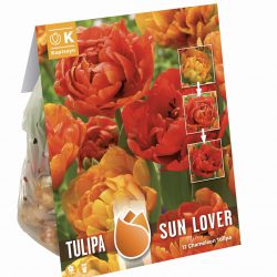 Tulip Double Sunlover – Chameleon Tulip
