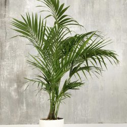 Kentia