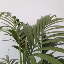 Kentia