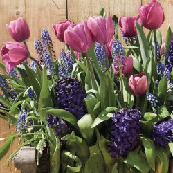 Lasagne Planting – Purple, Including Iris