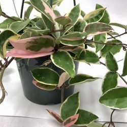 Hoya Carnosa Tricolor (Wax Plant)
